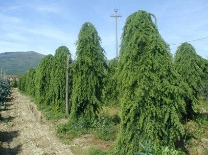 Treurceder (Cedrus Deodara 'Pendula') 6 Treurceder (Cedrus Deodara 'Pendula') - Afbeelding 4