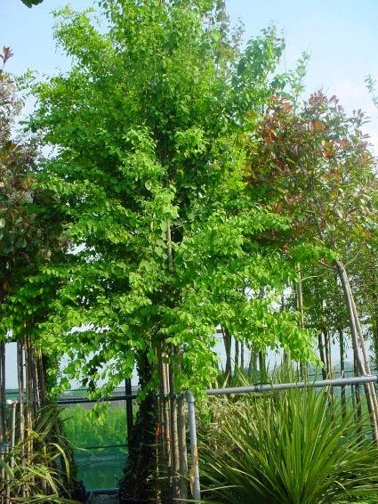 Katsoera Als Boom (Cercidiphyllum Japonicum) 6 Katsoera Als Boom (Cercidiphyllum Japonicum) - Afbeelding 4