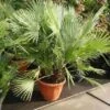 Dwergpalm (Chamaerops Humilis) -PlantenPracht Winkel 20101213085751 8 1
