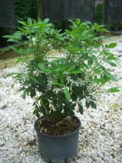 Choisya (Choisya Ternata) -PlantenPracht Winkel 20101213090655 6 1