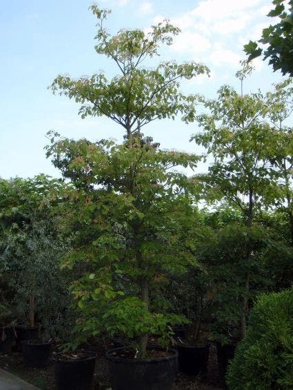 Reuzenkornoelje (Cornus Controversa) 5 Reuzenkornoelje (Cornus Controversa) - Afbeelding 3