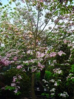 Amerikaanse Kornoelje (Cornus Florida 'Rubra') -PlantenPracht Winkel 20101213094837 7 2