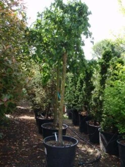 Kronkelhazelaar Als Boom (Corylus Avellana 'Contorta') 7 Kronkelhazelaar Als Boom (Corylus Avellana 'Contorta') -PlantenPracht Winkel 20101213101013 4