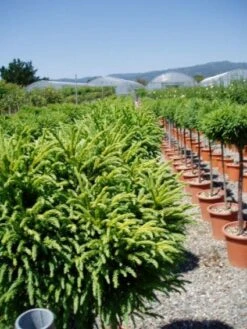 Sikkelden Op Stam (Cryptomeria Japonica 'Globosa Nana') -PlantenPracht Winkel 20101213102352 1 1