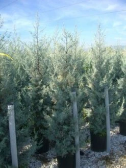 Cipres (Cupressus Arizonica 'Glauca') -PlantenPracht Winkel 20101213122927 13