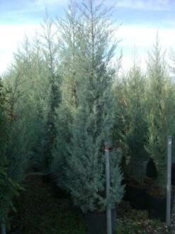 Cipres (Cupressus Arizonica 'Glauca') -PlantenPracht Winkel 20101213122945 13