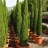 Italiaanse Cipres (Cupressus Sempervirens 'Green Pillar')