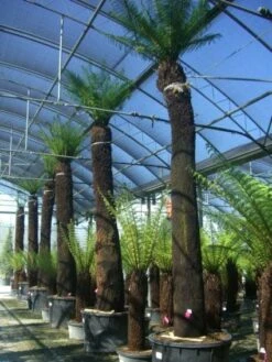 Grote Boomvaren (Dicksonia Antarctica) -PlantenPracht Winkel 20101213133314 11 1