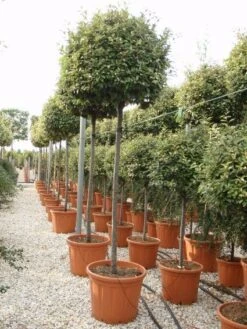 Olijfwilg Als Boom (Elaeagnus Ebbingei) -PlantenPracht Winkel 20101213140459 8