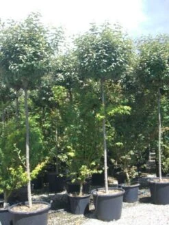 Olijfwilg Als Boom (Elaeagnus Pungens 'Maculata') 12 Olijfwilg Als Boom (Elaeagnus Pungens 'Maculata') -PlantenPracht Winkel 20101213140523 8 1