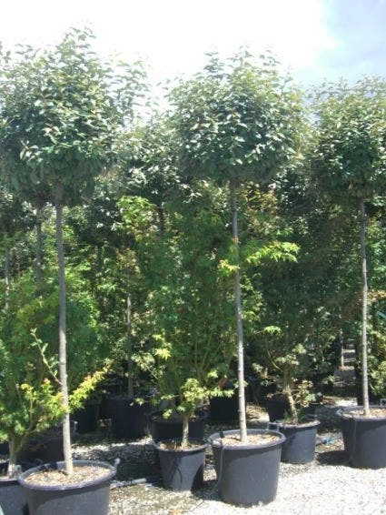 Olijfwilg Als Boom (Elaeagnus Pungens 'Maculata') 7 Olijfwilg Als Boom (Elaeagnus Pungens 'Maculata') - Afbeelding 5