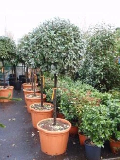 Olijfwilg Op Stam (Elaeagnus Ebbingei) -PlantenPracht Winkel 20101213141424 3