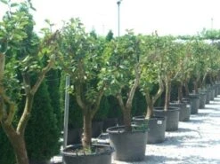 Kaki (Diospyros Kaki) -PlantenPracht Winkel 20101213150225 8 2