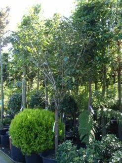 Kaki (Diospyros Kaki) -PlantenPracht Winkel 20101213150233 8 1