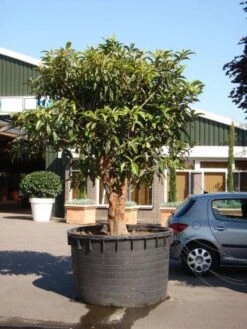 Japanse Mispel (Eriobotrya Japonica) -PlantenPracht Winkel 20101213154517 7