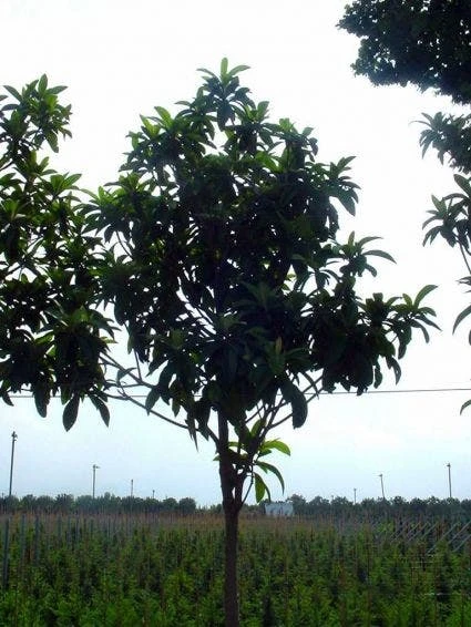 Japanse Mispel Als Boom (Eriobotrya Japonica) 4 Japanse Mispel Als Boom (Eriobotrya Japonica) - Afbeelding 2