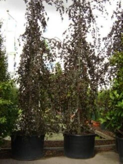 Rode Treurbeuk (Fagus Sylvatica 'Purple Fountain') -PlantenPracht Winkel 20101213170338 11