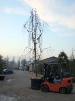 Treurbeuk (Fagus Sylvatica 'Pendula') -PlantenPracht Winkel 20101213172403 14