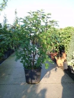 Vijg (Ficus Carica) -PlantenPracht Winkel 20101215105457 10 1