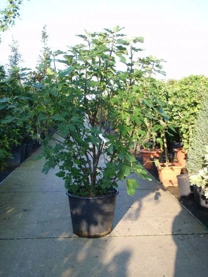 Vijg (Ficus Carica) 6 Vijg (Ficus Carica) - Afbeelding 4