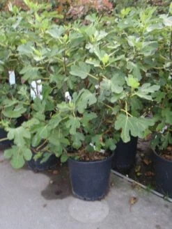 Vijg (Ficus Carica) -PlantenPracht Winkel 20101215105937 10 1