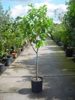Vijg Op Stam (Ficus Carica) -PlantenPracht Winkel 20101215110043 8