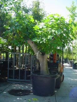 Vijg Als Solitair (Ficus Carica) -PlantenPracht Winkel 20101215111635 7 2