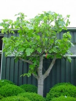 Vijg Als Solitair (Ficus Carica) -PlantenPracht Winkel 20101215111658 7 2