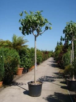 Vijgenboom (Ficus Carica) -PlantenPracht Winkel 20101215112153 7 1