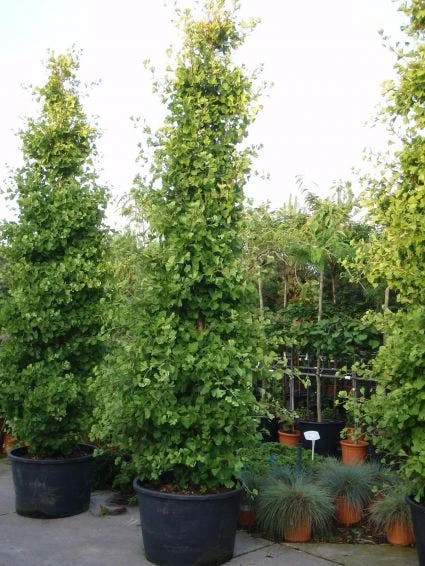 Japanse Noteboom Als Zuilboom (Ginkgo Biloba 'Fastigiata Blagon') 4 Japanse Noteboom Als Zuilboom (Ginkgo Biloba 'Fastigiata Blagon') - Afbeelding 2