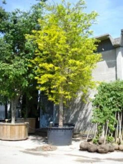 Geelbladige Christusdoorn (Gleditsia Triacanthos 'Sunburst') -PlantenPracht Winkel 20101215121405 13