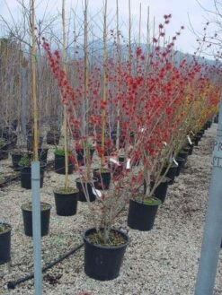 Toverhazelaar (Hamamelis Intermedia 'Diane') 11 Toverhazelaar (Hamamelis Intermedia 'Diane') -PlantenPracht Winkel 20101215122825 45 9