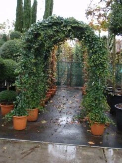 Klimop In Boogvorm (Hedera Hibernica) -PlantenPracht Winkel 20101215125056 1