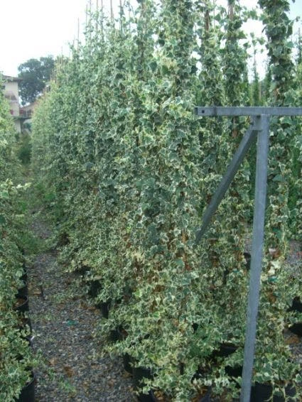 Bonte Klimop (Hedera Helix 'Marginata Elegantissima') 3 Bonte Klimop (Hedera Helix 'Marginata Elegantissima')