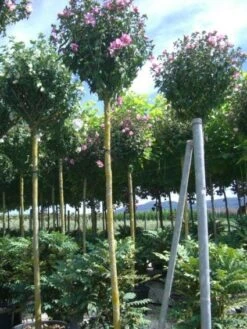 Altheastruik Als Boom (Hibiscus Syriacus 'Oiseau Blue')