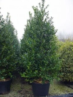 Gewone Hulst (Ilex Aquifolium) -PlantenPracht Winkel 20101215152933 12 1