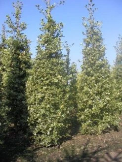 Hulst (Ilex Aquifolium 'Argentea Marginata') 13 Hulst (Ilex Aquifolium 'Argentea Marginata') -PlantenPracht Winkel 20101215153638 9 1