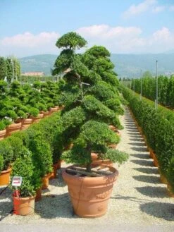 Japanse Hulst Als Bonsai (Ilex Crenata) -PlantenPracht Winkel 20101215155420 10 3
