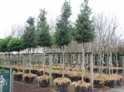 Hulst Als Boom (Ilex 'Nellie R. Stevens') -PlantenPracht Winkel 20101215170614 8 2