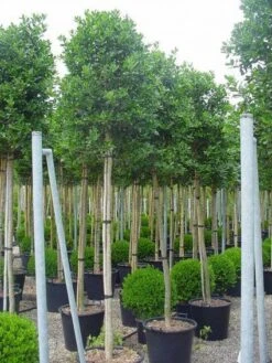 Hulst Als Boom (Ilex 'Nellie R. Stevens') -PlantenPracht Winkel 20101215170645 8