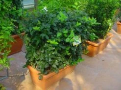 Hulst, Meeneemhaag (Ilex 'Nellie R Stevens') -PlantenPracht Winkel 20101215171127 1 1