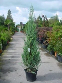 Jeneverbes (Juniperus Scopulorum 'Skyrocket') -PlantenPracht Winkel 20101216132150 6 2