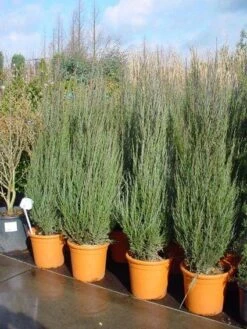 Jeneverbes (Juniperus Scopulorum 'Skyrocket') -PlantenPracht Winkel 20101216132205 6