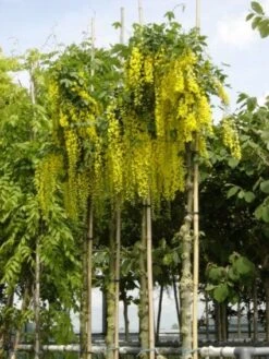Gouden Regen Als Boom (Laburnum Watereri 'Vossii') -PlantenPracht Winkel 20101216134020 7