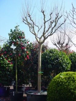 Roze Lagerstroemia Als Boom (Lagerstroemia Indica) -PlantenPracht Winkel 20101216134719 9