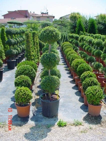 Liguster In Triobol (Ligustrum Delavayanum) 4 Liguster In Triobol (Ligustrum Delavayanum) - Afbeelding 2