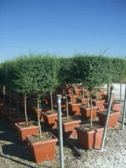 Liguster Op Stam (Ligustrum Delavayanum, Kubus) -PlantenPracht Winkel 20101216162557 2 1