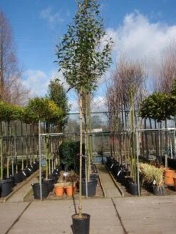 Liguster Als Boom (Ligustrum Japonicum) -PlantenPracht Winkel 20101216164919 9 2