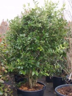 Liguster (Ligustrum Japonicum 'Texanum') -PlantenPracht Winkel 20101216165524 7