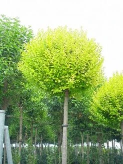 Liguster Als Boom (Ligustrum Ovalifolium 'Aureum')